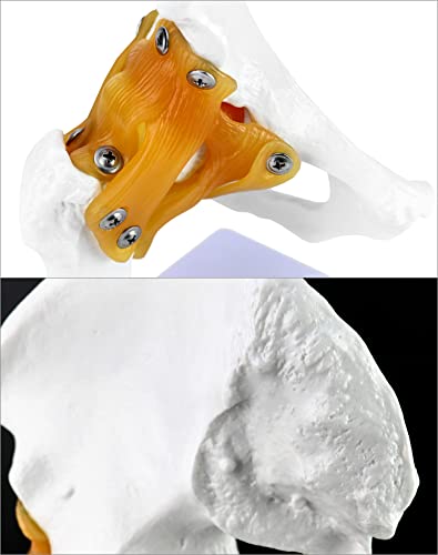 Qwork מודל עצם הירך האנושית עם רצועות גמישות, מודל מפרק הירך, כולל עצם עצם, עצם הירך ורצועות היקפיות, לחינוך בכיתה והכשרה רפואית