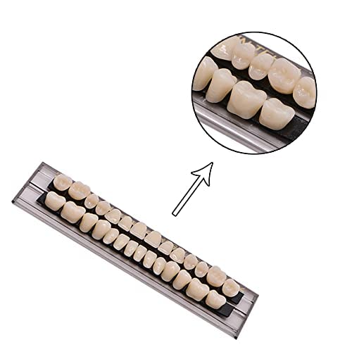 Mibiciri 56 יחידות שיניים שיניים סינטטיות שיניים אקריליות שרף תות